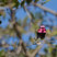 Anna's Hummingbird